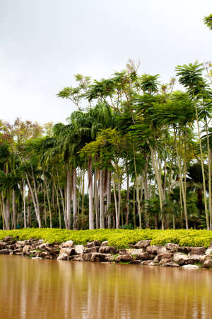  river in jungle, Thailandの写真素材