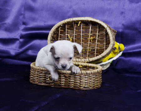 Chihuahua puppyの写真素材