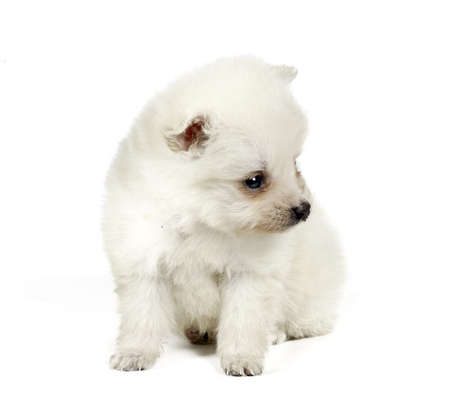 Pomeranian dog isolated on a white backgroundの写真素材