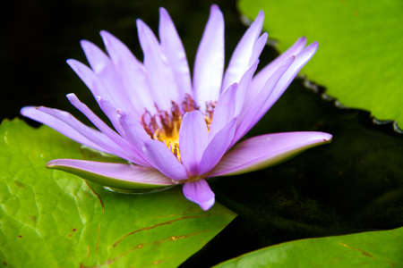 Beautiful Lotus Flowerの写真素材