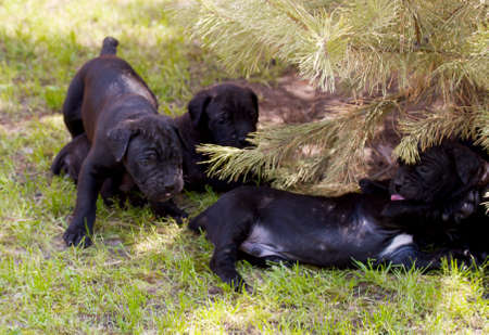cane corso puppyの写真素材