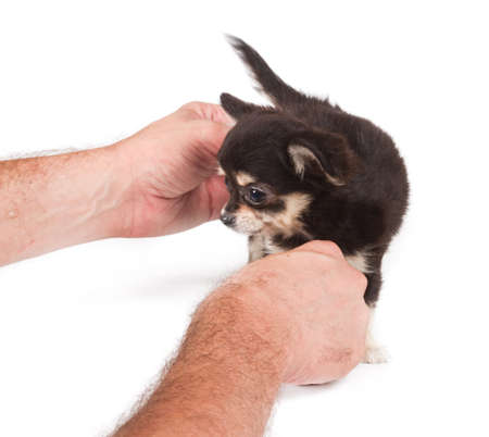 Chihuahua puppy on white background