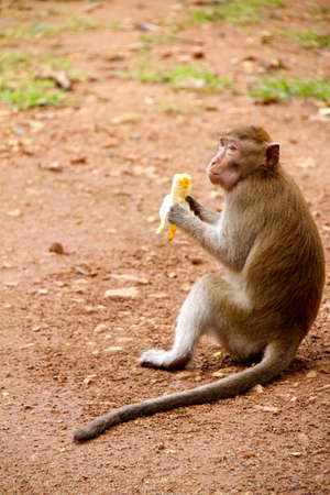 Monkey on  Jungle of Thailand