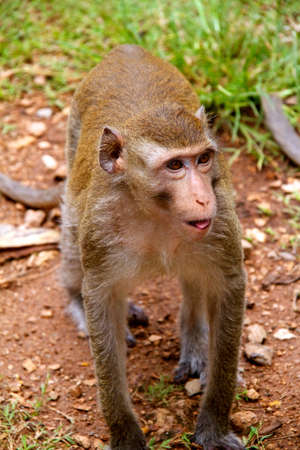 Monkey on  Jungle of Thailand