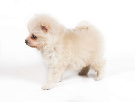Pomeranian dog isolated on a white backgroundの写真素材