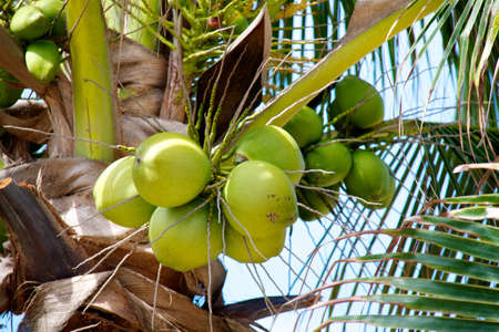 closeup of tropical coconut