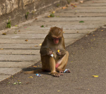 Wild monkey (Rhesus Macaque)の写真素材