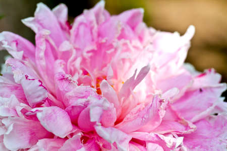 Delicate peony background for wedding and love cardsの写真素材
