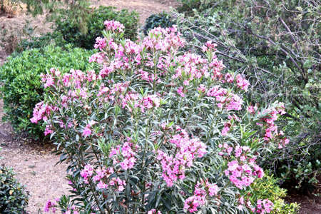 Nice garden