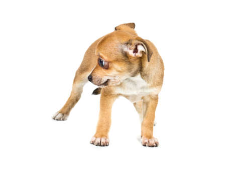 chihuahua puppy  in front of a white backgroundの写真素材