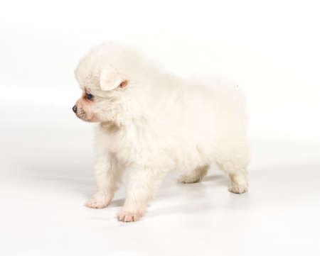 Pomeranian dog isolated on a white backgroundの写真素材