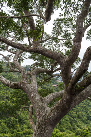 Chinese jungle, island of Hainan
