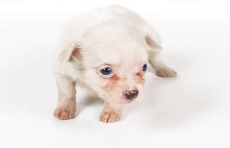 chihuahua puppyの写真素材