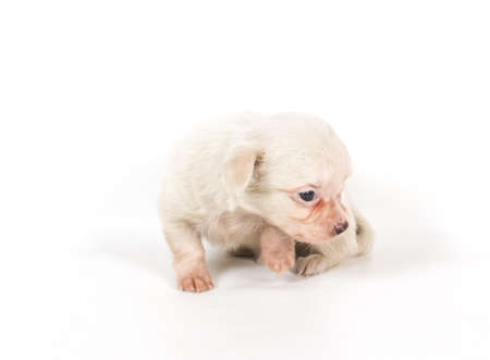 chihuahua puppyの写真素材