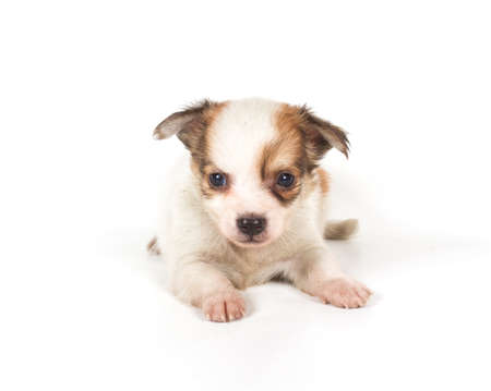 chihuahua puppyの写真素材