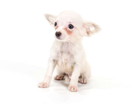 Funny puppy Chihuahua poses on a white backgroundの写真素材