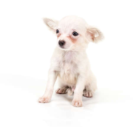 Funny puppy Chihuahua poses on a white backgroundの写真素材