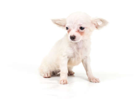 Funny puppy Chihuahua poses on a white backgroundの写真素材