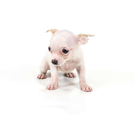 Funny puppy Chihuahua poses on a white backgroundの写真素材