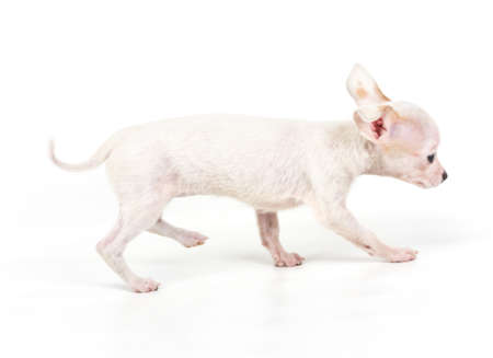 Funny puppy Chihuahua poses on a white backgroundの写真素材