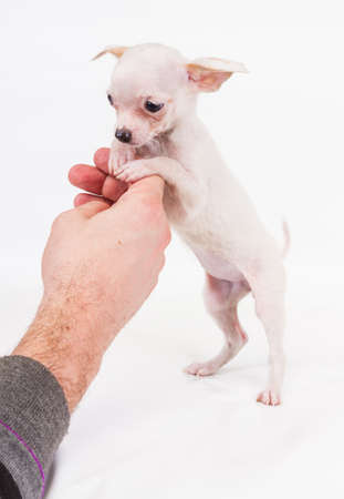 Funny puppy Chihuahua poses on a white backgroundの写真素材