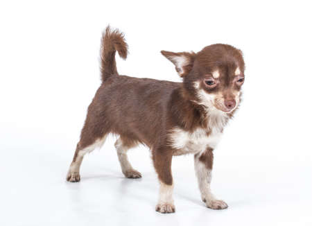 Funny puppy Chihuahua poses on a white backgroundの写真素材