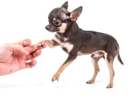 Funny puppy Chihuahua poses on a white backgroundの写真素材