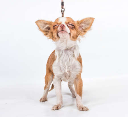 Funny puppy Chihuahua poses on a white backgroundの写真素材