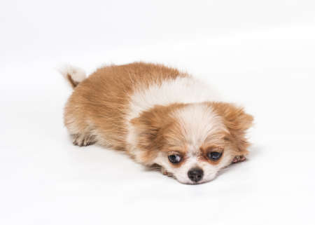 Funny puppy Chihuahua poses on a white backgroundの写真素材