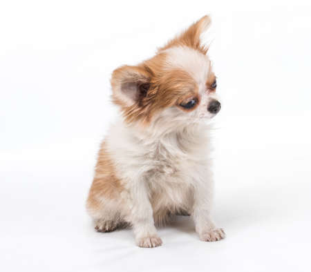 Funny puppy Chihuahua poses on a white backgroundの写真素材
