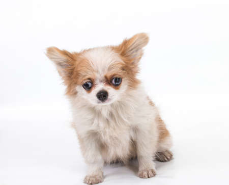 Funny puppy Chihuahua poses on a white backgroundの写真素材