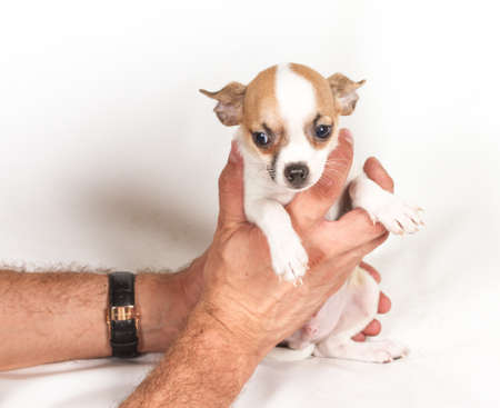 Chihuahua puppy on white backgroundの写真素材