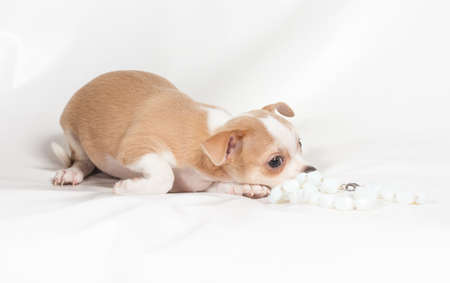 Chihuahua puppy on white backgroundの写真素材