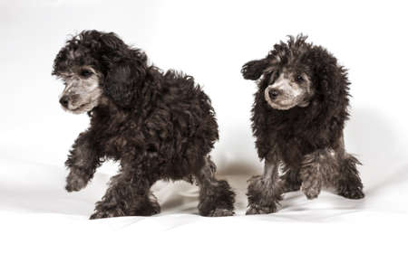 Poodle in front of white backgroundの写真素材