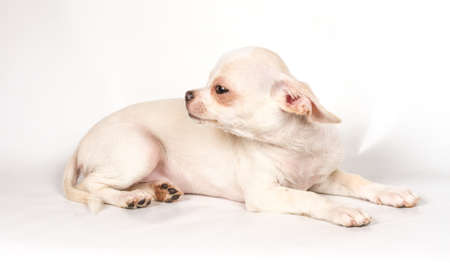 Chihuahua puppy on white backgroundの写真素材