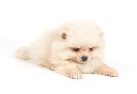 Pomeranian Spitz puppy on a white backgroundの写真素材