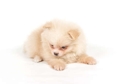 Pomeranian Spitz puppy on a white backgroundの写真素材