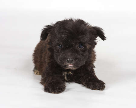 Chihuahua puppy in front of white backgroundの写真素材