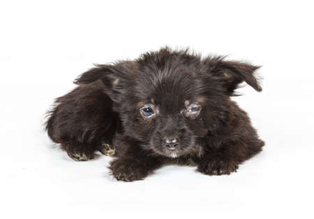 Puppy yorkshire terrier on the white background