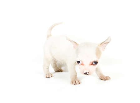 chihuahua puppy (3 months) in front of a white backgroundの写真素材