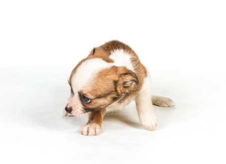 chihuahua puppy (3 months) in front of a white backgroundの写真素材