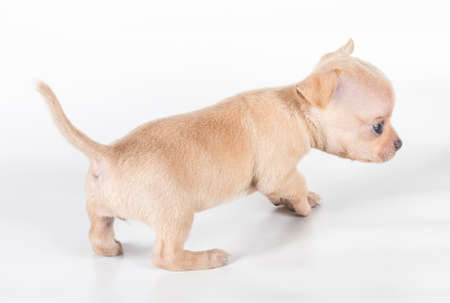 chihuahua puppy  in front of a white backgroundの写真素材