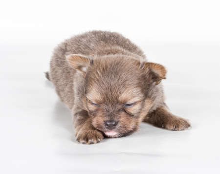chihuahua puppy  in front of a white backgroundの写真素材