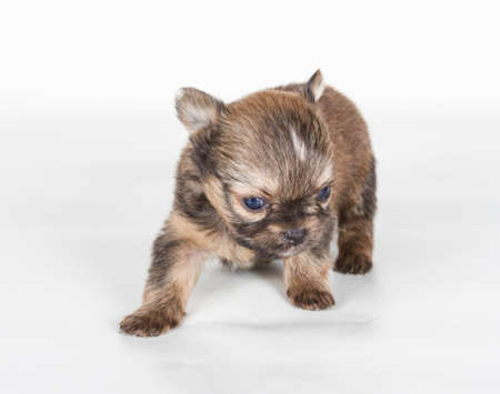 chihuahua puppy  in front of a white backgroundの写真素材
