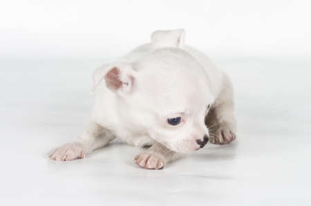 chihuahua puppy  in front of a white backgroundの写真素材