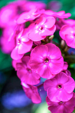 Close view on Pink phlox flowers in summerの写真素材