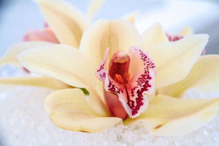 White orchidの写真素材