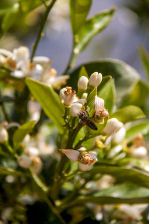 lemon flowers with leavesの写真素材