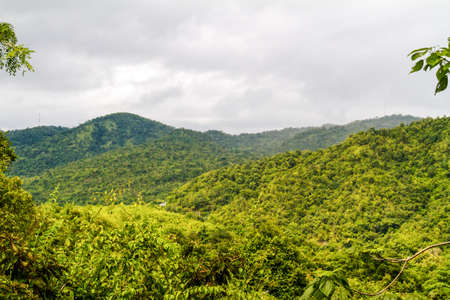 Beautiful rain forestの写真素材