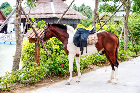 Horseのeditorial素材